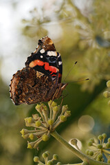 Vertical closeup on a red admiral butterfly, Vanessa atalanta feeding on a blossoming European...