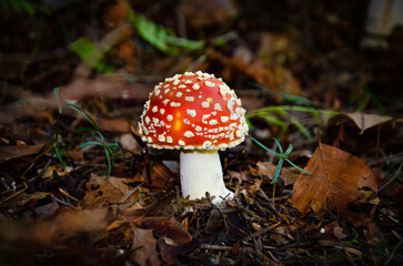 fly agaric mushroom © Pawel Filusz