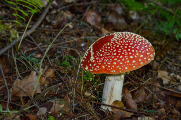 fly mushroom © Pawel Filusz