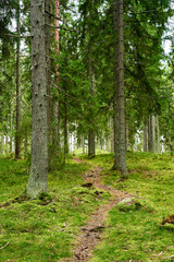 path in beautiful old forest