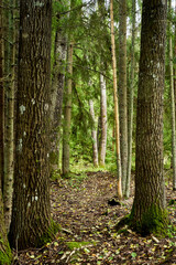 big aspen trees