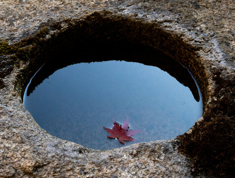 Round stone water basin with red maple leaf in a Japanese garden