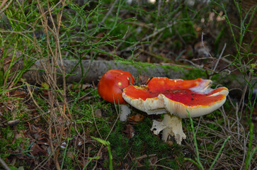 fly mushroom © Pawel Filusz