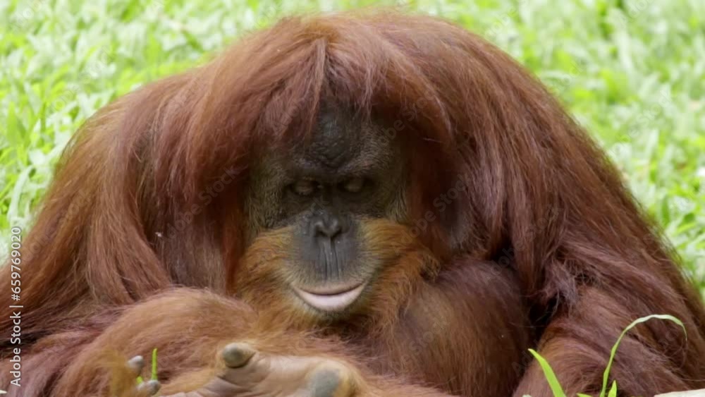 Poster curious large orange orangutan playing with out of sight object in hands, static