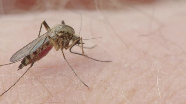 Closeup macro shot of mosquito sucking blood from caucasian skin, slider