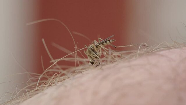 Macro profile shot of mosquito sucking blood from skin, and being whacked dead