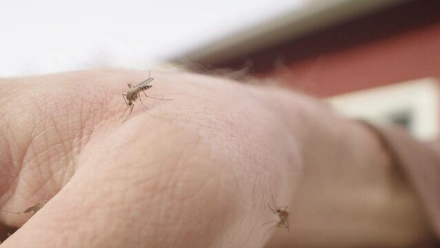 Caucasian hand swarmed by blood sucking mosquitoes, closeup slider left