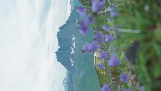 Vertical View Of Campanula Flowers With Breitinden In The Background In Norway. Selective Focus Shot
