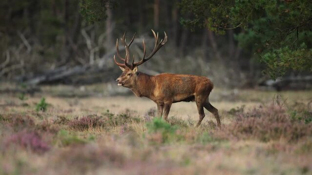 Single red deer stag walking around in glade along forest edge, Hoge Veluwe