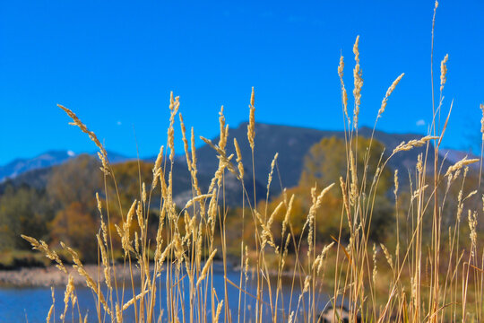 Autumn Grass in the Mountains