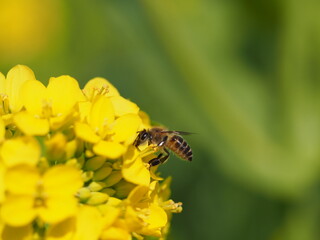 春の風景　菜の花と蜜蜂