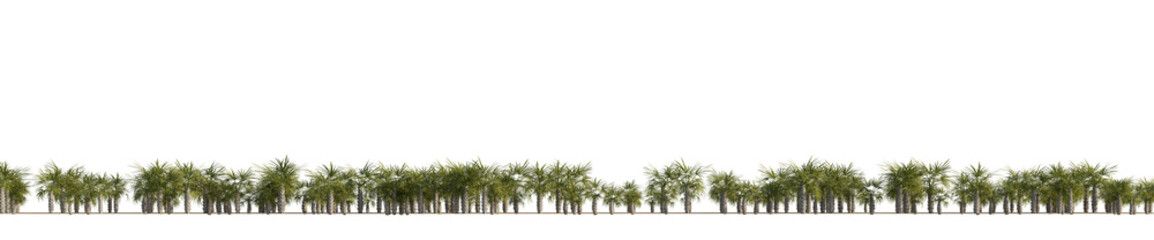 isolated palm tree sabal palmetto, best use for landscape design.