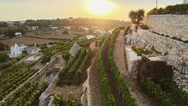 Aerial view of Locorotondo village houses and terrace vineyard, traditional italian hilltop town, at sunset
