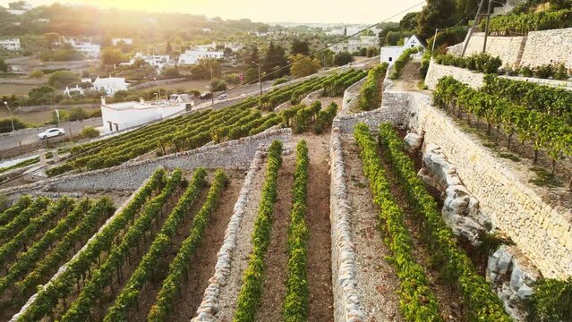 Aerial panoramic view over Locorotondo terrace vineyard, traditional italian hilltop town, at sunrise