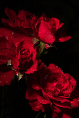 flower petals in water drops after rain, roses in the garden 
