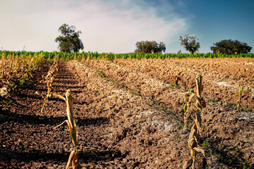 Fototapeta na wymiar Wilted crops and parched soil on a farm in prolonged drought due to climate change.