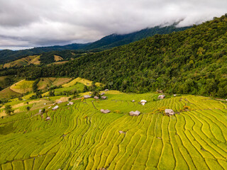 Aerial shot from drone. Green rice planting season and mysterious golden rice fields. Rice...