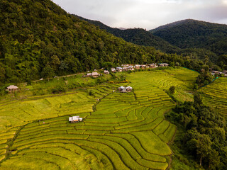 Aerial shot from drone. Green rice planting season and mysterious golden rice fields. Rice...