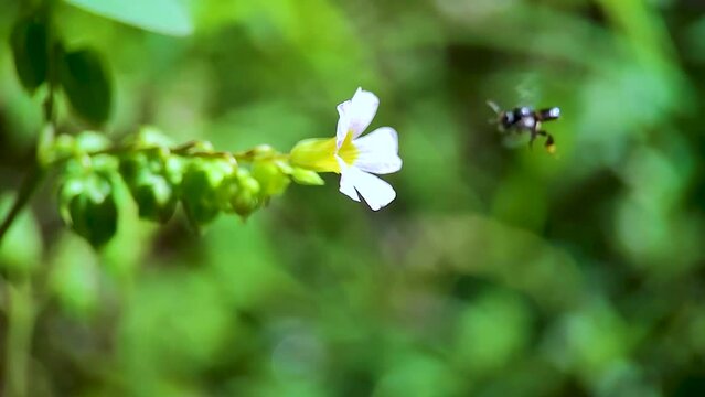 Black Hylaeus Fabricius(Masked Bee) bee landing on Purple/Pink Barrelier's woodsorrel flower (Lavender Sorrel, Oxalis barrelieri, French tr&egrave;fle, oseille-marron or oseille-savane) - Macro view