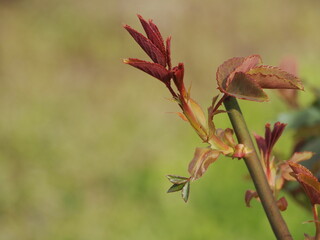 春　バラの新芽