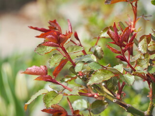 春　バラの新芽