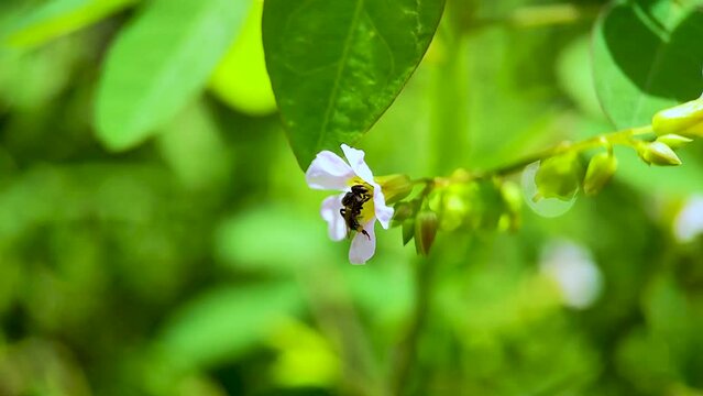 Black Hylaeus Fabricius(Masked Bee) bee with pollen baskets (corbiculae) drinking nectar from Purple/Pink Barrelier's woodsorrel flower (Lavender Sorrel, Oxalis barrelieri, French tr&egrave;fle) - Macro view