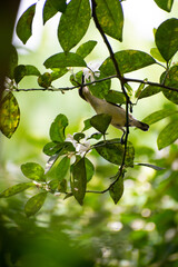 The Loten's sunbird, Sri Lanka.