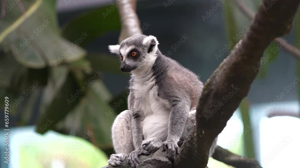 Poster Lemur hanging relaxing at branch tree in close-up view