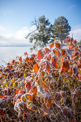 Green needles of Siberian pine covered with hoarfrost after the first autumn frosts and red rosehip...