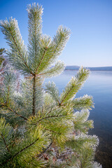 Green needles of Siberian pine covered with hoarfrost after the first autumn frosts in the morning sun on the banks of the Irkutsk reservoir.