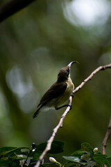 The Loten's sunbird, Sri Lanka