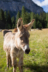 Fototapeta premium A donkey in the wonderful landscape of the Dolomites mountains, South Tyrol, Italy