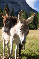 A donkey in the wonderful landscape of the Dolomites mountains, South Tyrol, Italy