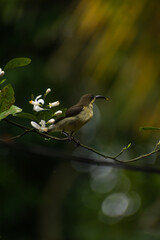 Loten's sunbird Bird, Sri Lanka 