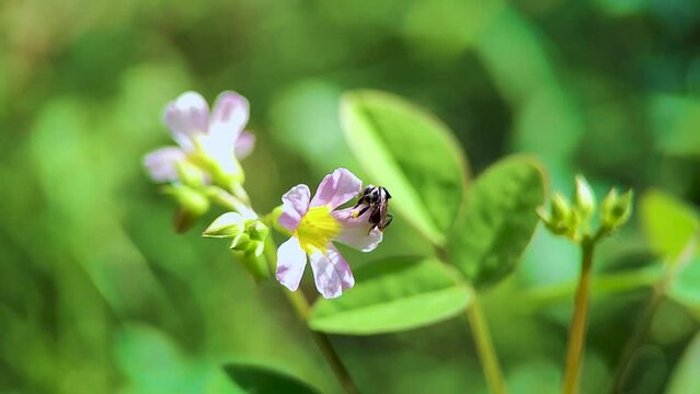 Black Hylaeus Fabricius(Masked Bee) spinning in circles & drinking nectar from purple Barrelier's woodsorrel flower (Lavender Sorrel, Oxalis barrelieri, French tr&egrave;fle, oseille-marron) - Macro view