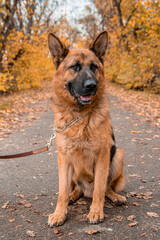 Portrait of a German Shepherd sitting on a leash in an autumn park.