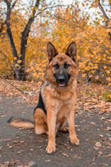 Portrait of a German Shepherd sitting on a leash in an autumn park.
