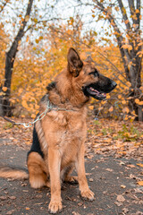 Portrait of a German Shepherd sitting on a leash in an autumn park.