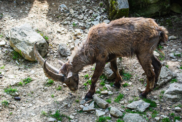 ein junger Ziegenbock sucht Futter