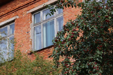 A tree with knapsacks on a blurred background of an old window in an old red brick building during the day