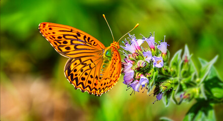 butterfly on a flower