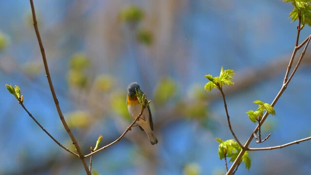 Springtime Birds Migration Northern Parula Warbler 4K