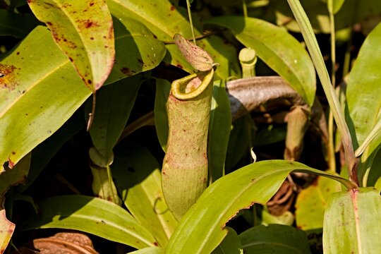 Pitcher plant (Nepenthes) in Taman Negara Bako National Park. Sarawak. Borneo. Malaysia.