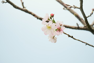 秋に咲く奇麗なアーコレードの桜の花