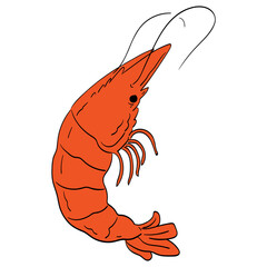 Shrimp cartoon illustration