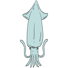 Squid cartoon illustration