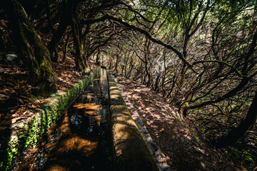 Scenic view of branches overhanging a Levada, a typical water channel, and the associated hiking...