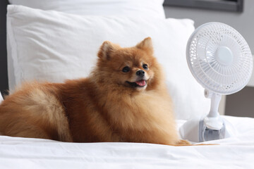 Cute Pomeranian spitz with electric fan lying on bed in room