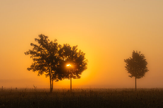 Sonnenaufgang bei Nebel in einer Landschaft mit B&auml;umen