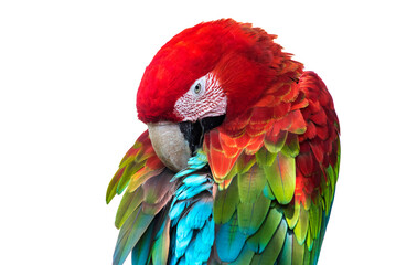 Macaw isolated on a white background